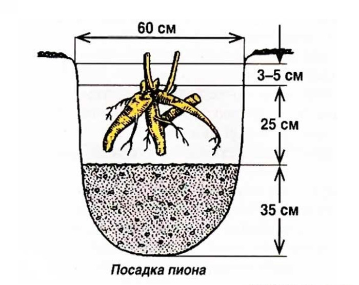 Розподіл та посадка півонії
