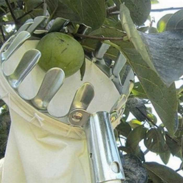 Де і як ростуть кокоси (40 фото), сорти, смак, вирощування та застосування