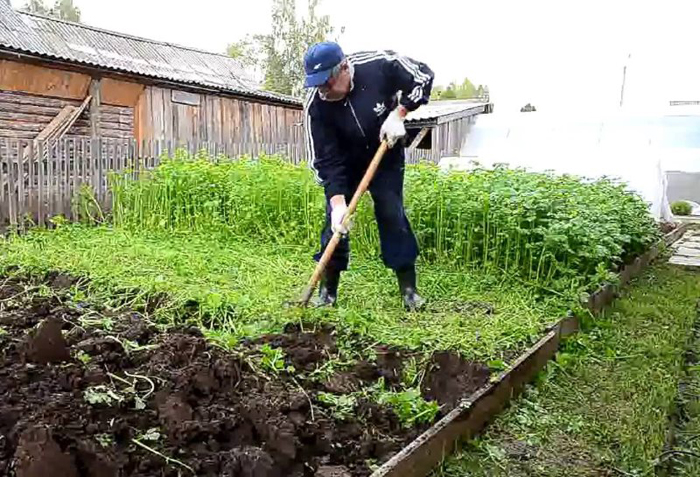 Коли і як сіяти сидерати навесні та восени на городі та теплиці
