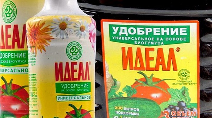 Чим підгодувати розсаду: терміни підживлення та склад добрив