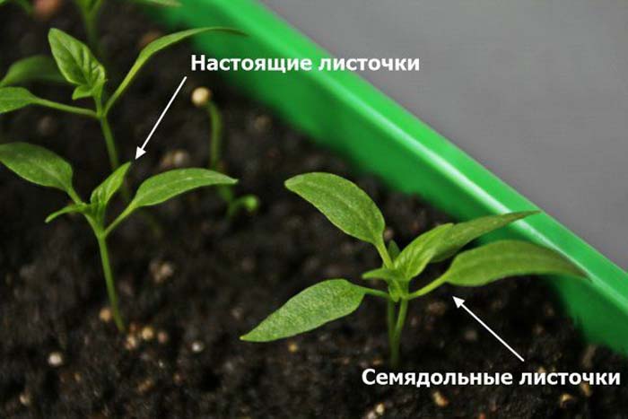 Пікування перцю &ndash; все від А до Я як і коли пікірувати розсаду