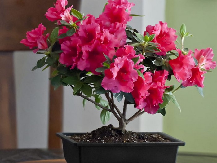 Азалія (30 фото): як правильно доглядати її в домашніх умовах