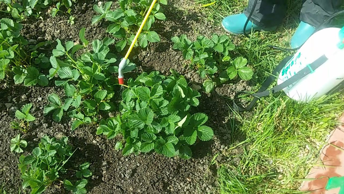 Фунгіцид Превікур Енерджі - інструкція із застосування для 100% ефективності