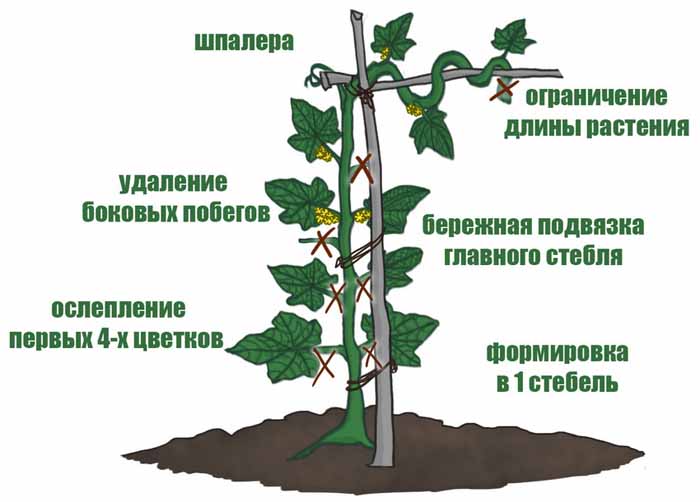 Пустоцвіт на огірках: причини і що робити?