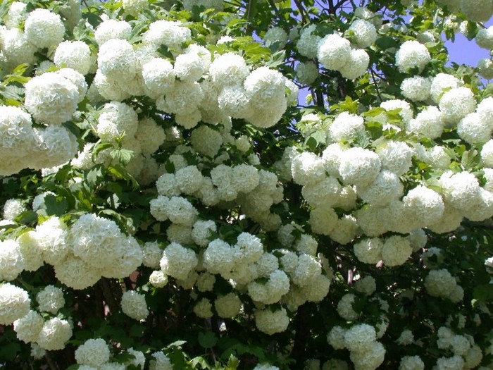 Калина (47 фото): сорти, посадка та догляд