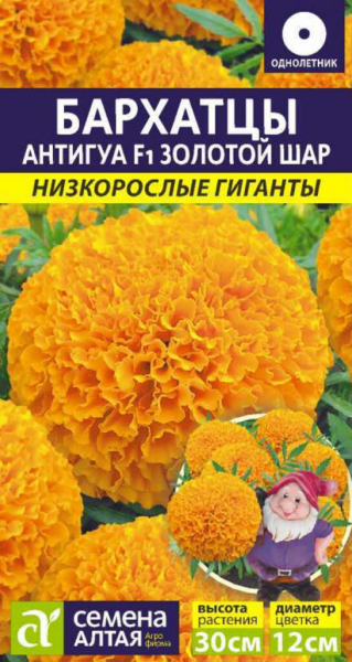 Чорнобривці (70 фото) — сорти, вирощування та догляд за найкориснішою квіткою