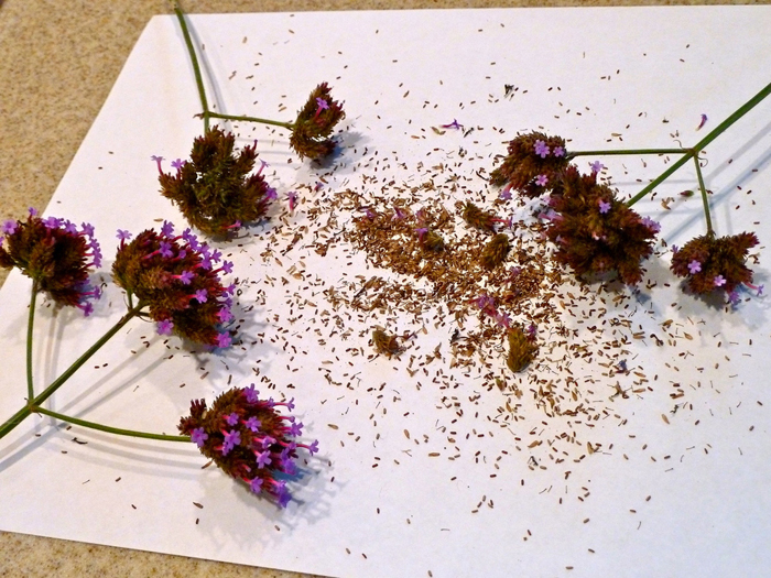 Вербена (60 фото) — опис, сорти та види, вирощування та догляд