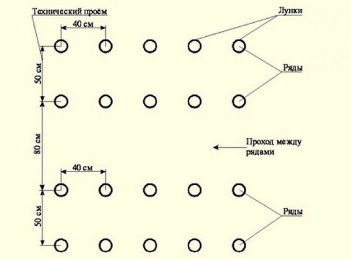 Томат Чорний принц: характеристика, опис сорту фото та відгуки