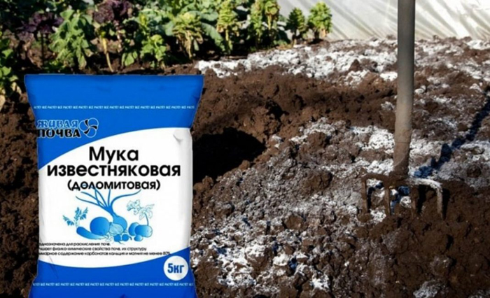 Чому жовтіє кріп та що з цим робити? Досвід садівників