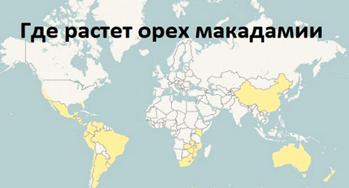 Горіх макадамія – як і де росте, користь для організму