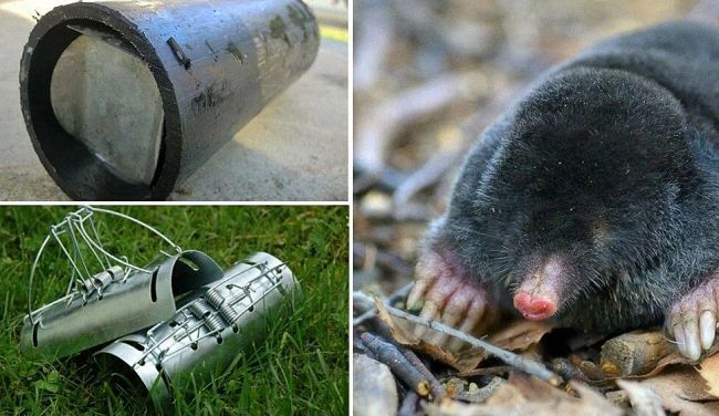 10 способів, як вивести кротів з дачної ділянки