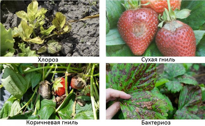 Борна кислота для полуниці: коли і як підгодовувати полуницю бором для суперурожаю