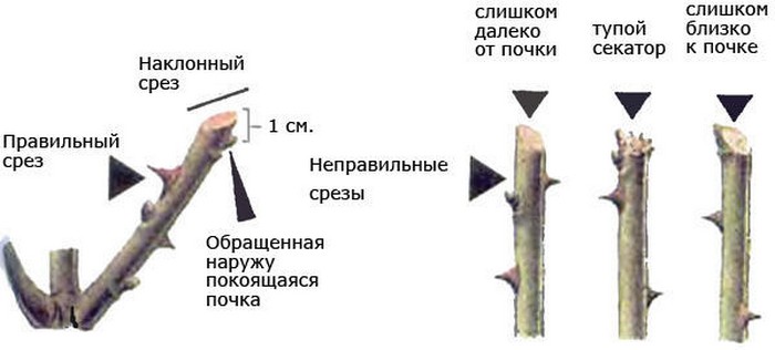 Як правильно садити троянди у відкритий ґрунт