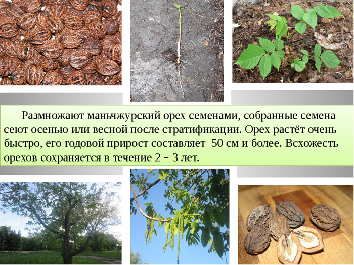 Маньчжурський горіх (40 фото) - як виглядає дерево та плоди, його властивості, вирощування