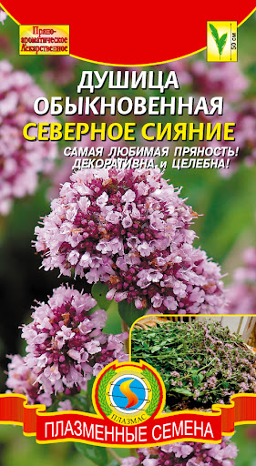 Трава материнка звичайна (орегано) – 40 фото, сорти, властивості, вирощування, застосування