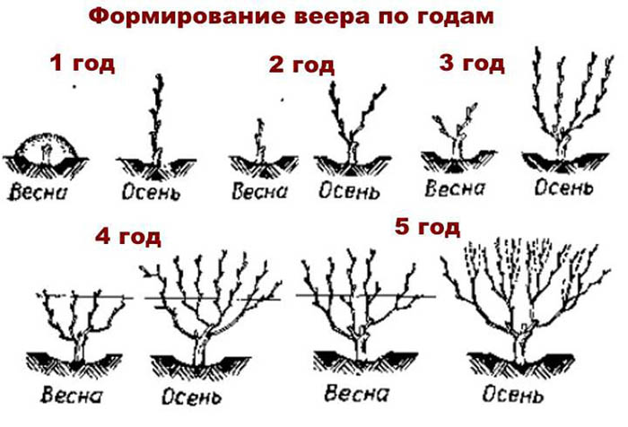 Обрізка винограду восени для початківців з фото – навіщо, коли та як