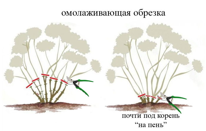 Обрізка гортензії — восени, навесні, схеми обрізки для волотистої, деревоподібної, крупнолистої гортензії