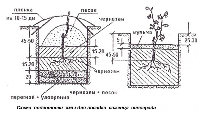 Сорти винограду для вина &ndash; 15 найкращих сортів 2024 року