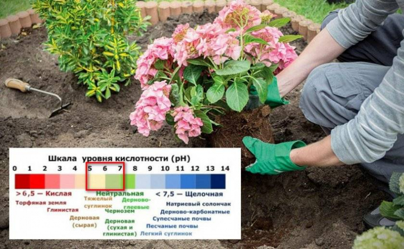 Гортензія волотиста Фрайз Мельба (50 фото) — опис, посадка та догляд