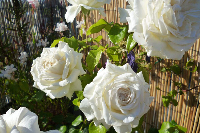 Сорти троянд &ndash; 135 сортів з фото: каталог 2024 за абеткою