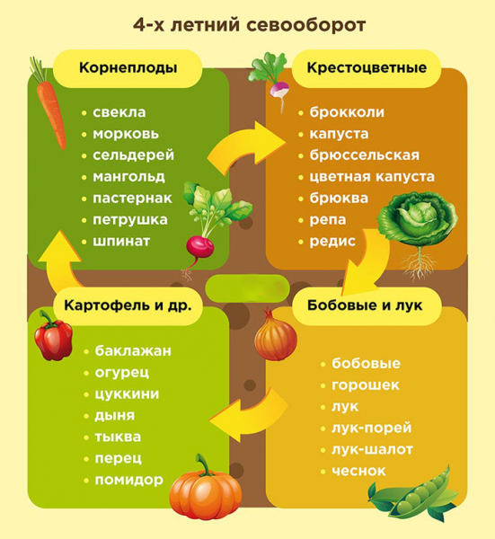 Томат Чорний принц: характеристика, опис сорту фото та відгуки