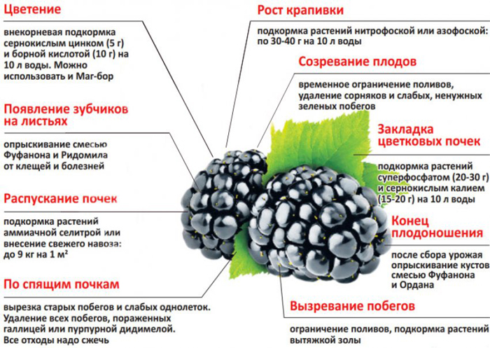 Коли і як посадити ожину: тонкощі вирощування великої ожини