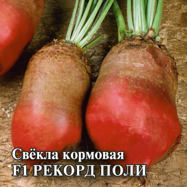 Сорти буряків – 60 найкращих сортів 2024 року