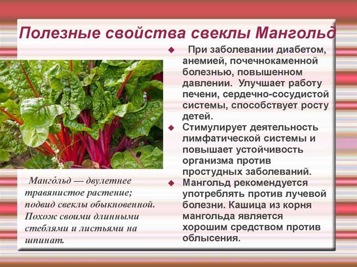 Мангольд (23 фото) &ndash;, що це за рослина? Вирощування листових буряків