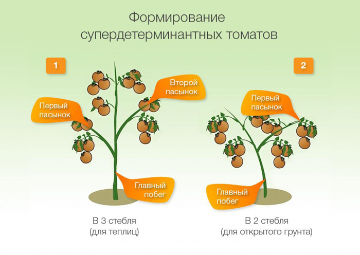 Томат &laquo;Заколотний зірковий винищувач&raquo; &ndash; фото, опис, характеристики, відгуки