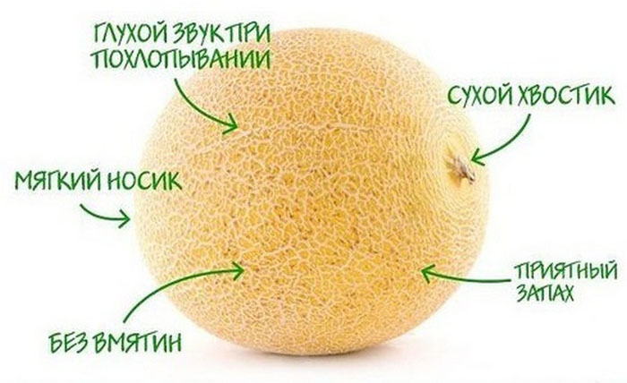 Як виростити кавун та диню в теплиці: інструкція з посадки баштанних