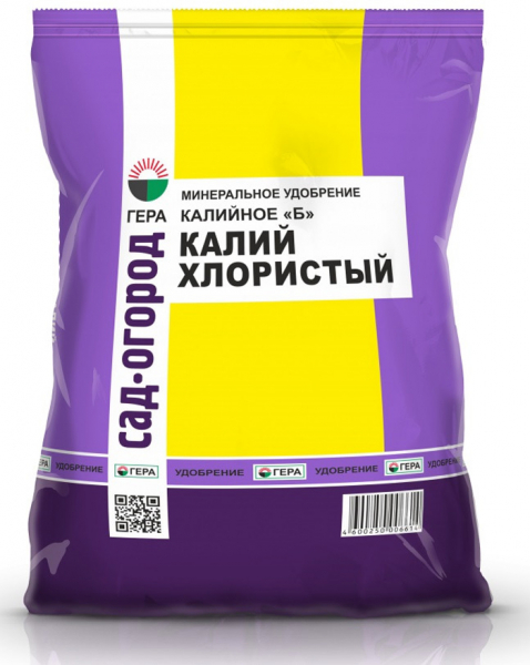 Підживлення цибулі - чим і коли удобрювати цибулю