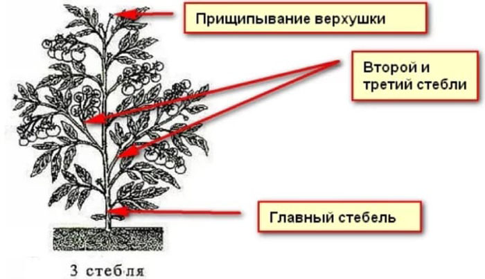 Як пасинкувати помідори в теплиці та відкритому ґрунті (40 фото): покроковий опис, схеми для початківців