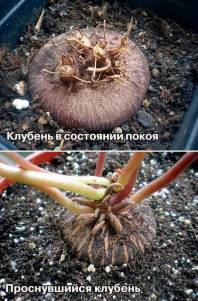Цикламен в домашніх умовах (50 фото) &ndash; опис, види, посадка та догляд