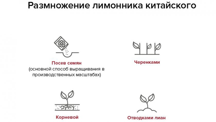 Лимонник китайський (35 фото): все про його вирощування, посадку та догляд