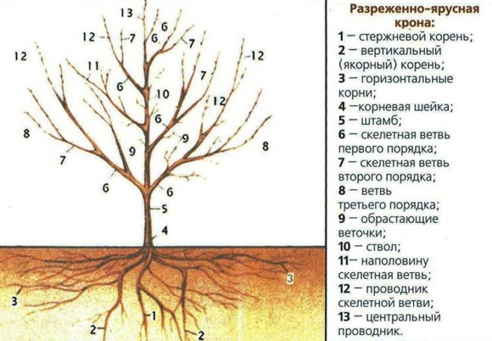 Як посадити грушу: сорти, що рекомендуються, посадка, догляд, обрізка