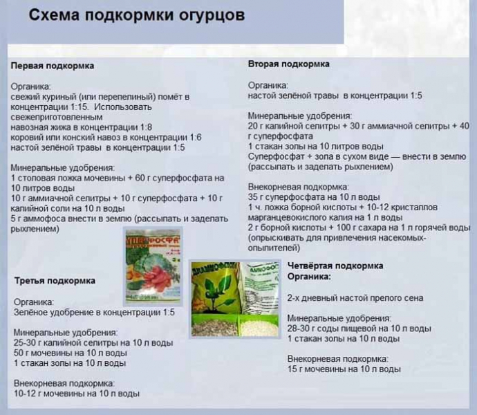 Пустоцвіт на огірках: причини і що робити?