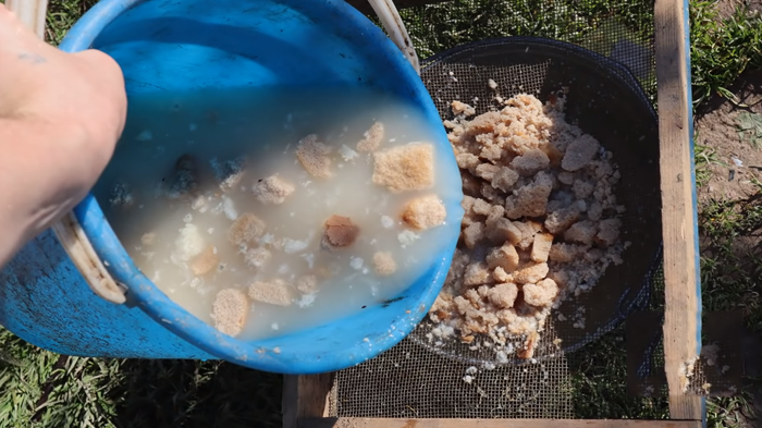 Підживлення цибулі - чим і коли удобрювати цибулю