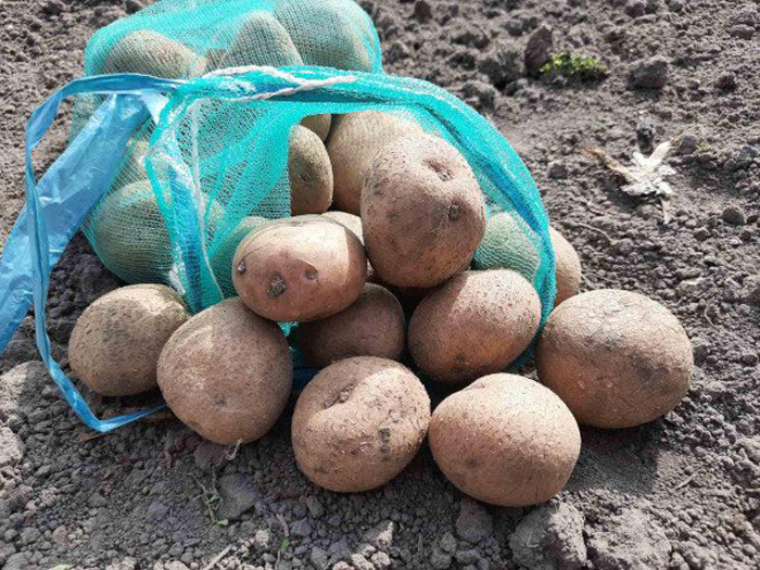 Картопля синьоока (25 фото) &mdash; опис сорту, посадка та догляд
