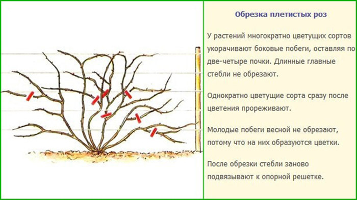 Як обрізати троянди восени 2024 року
