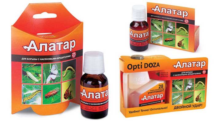 Трипси на рослинах: як виглядають, як їх позбутися