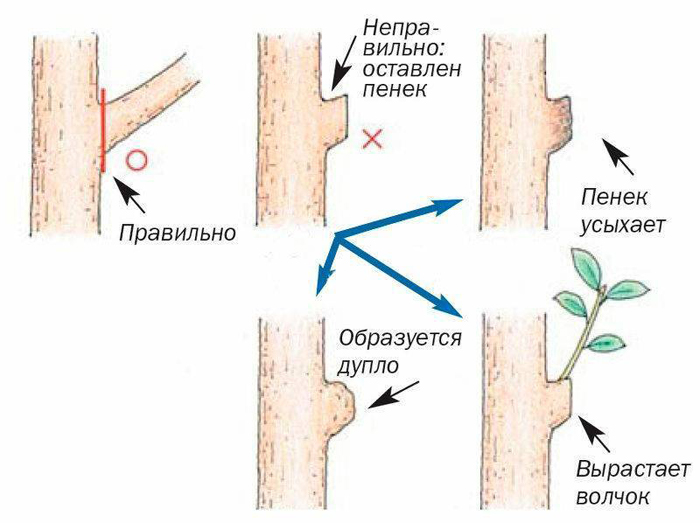 Обрізка яблуні навесні для початківців: коли і як правильно це зробити