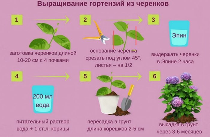 Гортензія волотиста Ванілла Фрайз (55 фото) — опис сорту, посадка та догляд
