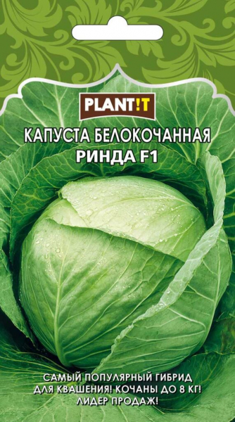 ТОП-23 сорти капусти для зберігання та засолювання на зиму