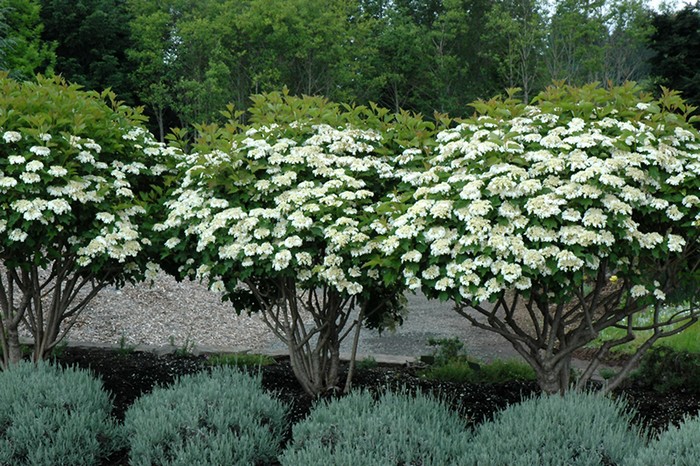 Калина (47 фото): сорти, посадка та догляд