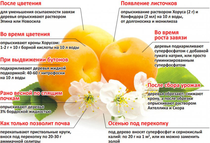 Червонощокий абрикос (35 фото): опис сорту, посадка та догляд
