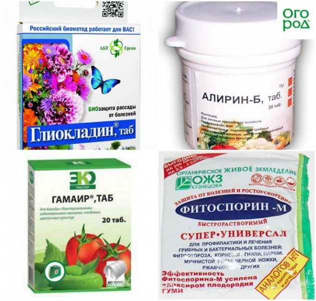 Коли висаджують гладіолуси в Україні