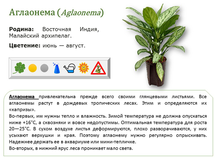 Аглаонема в домашніх умовах &mdash; опис, догляд, фото квітки
