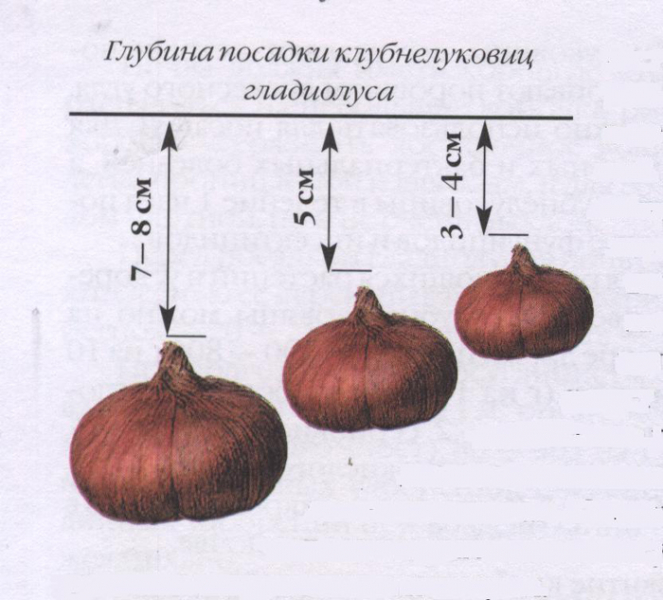 Гладіолуси (155 фото): опис, види та сорти, розмноження, посадка у відкритий ґрунт та догляд