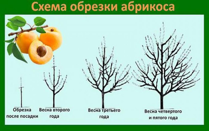Абрикоси в Україні &mdash; найкращі сорти, посадка та догляд.