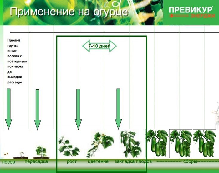 Фунгіцид Превікур Енерджі - інструкція із застосування для 100% ефективності